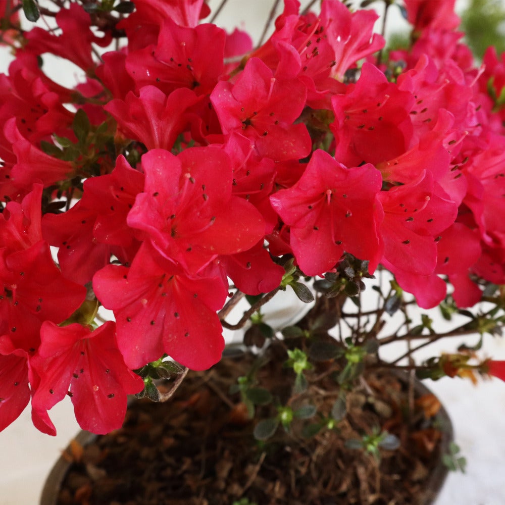 KENTIS - Azalée Satsuki Bonsaï - Rhododendron Indicum - Bonsaï Japonais Original - Plantes d'Extérieur Réelles - H 25-30 cm Pot Ø 15 cm - 2