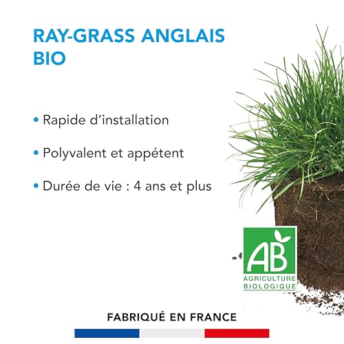 BARENBRUG - Ray-grass anglais - Rapide d'Installation - Polyvalent et Appétent - Durée de Vie 4 ans et + - 250G - 2