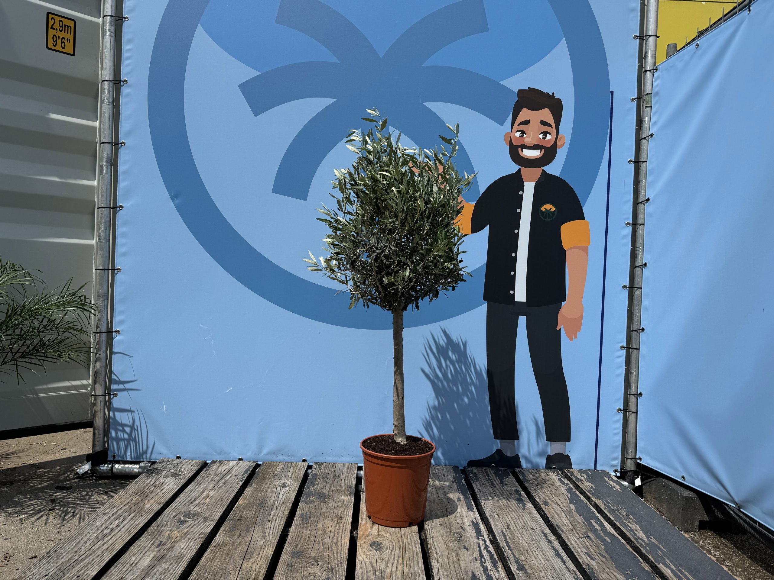 Olivier méditerranéen Olea europaea 100 cm – Résistant au gel jusqu’à -18 °C – Ambiance méditerranéenne pour le jardin et la terrasse – 10 ans - 2