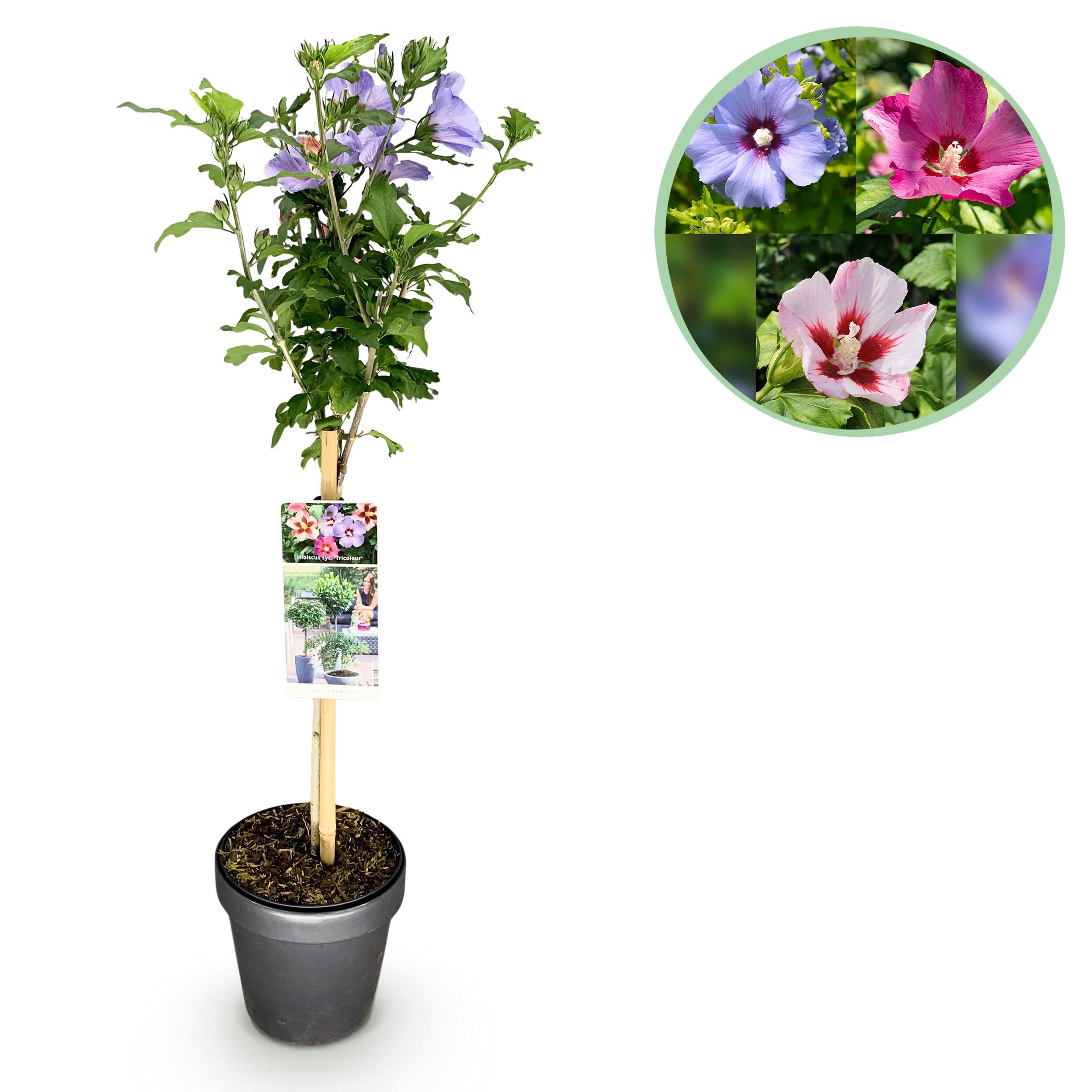 Green boutiQ – Hibiscus syriacus Tricolour 90 cm – Roślina na pniu, tarasowa, liściasta, zimozielona, kwiaty białe-różowe-fioletowe, doniczka 19 cm