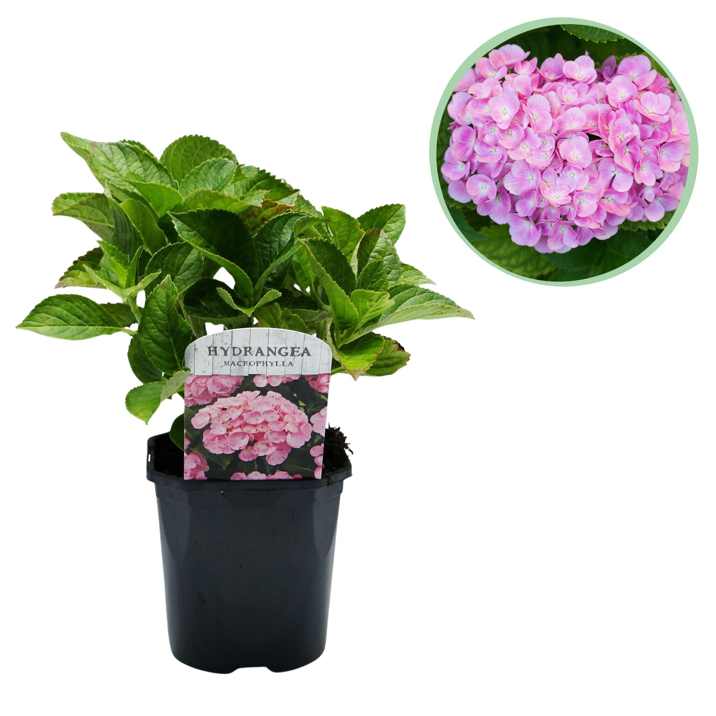 Hydrangea macrophylla różowa – Hortensja o dużych kwiatach – 1 roślina – Liściasta – Mało wymagająca – Doniczka 17 cm – Wysokość 30 cm