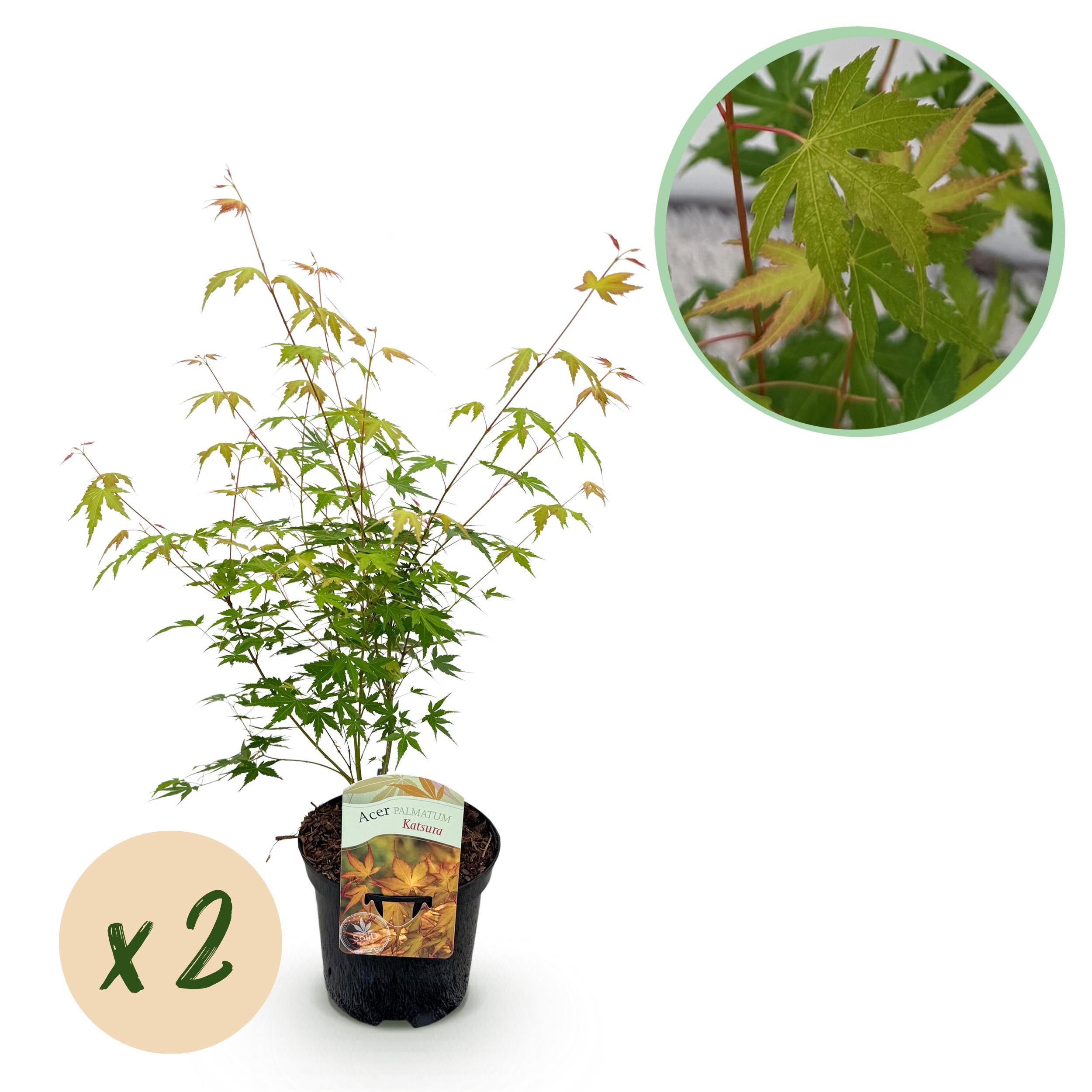 Green boutiQ Klon Japoński Acer palmatum Katsura – 2 rośliny – Doniczka 19 cm – Wysokość 70 cm