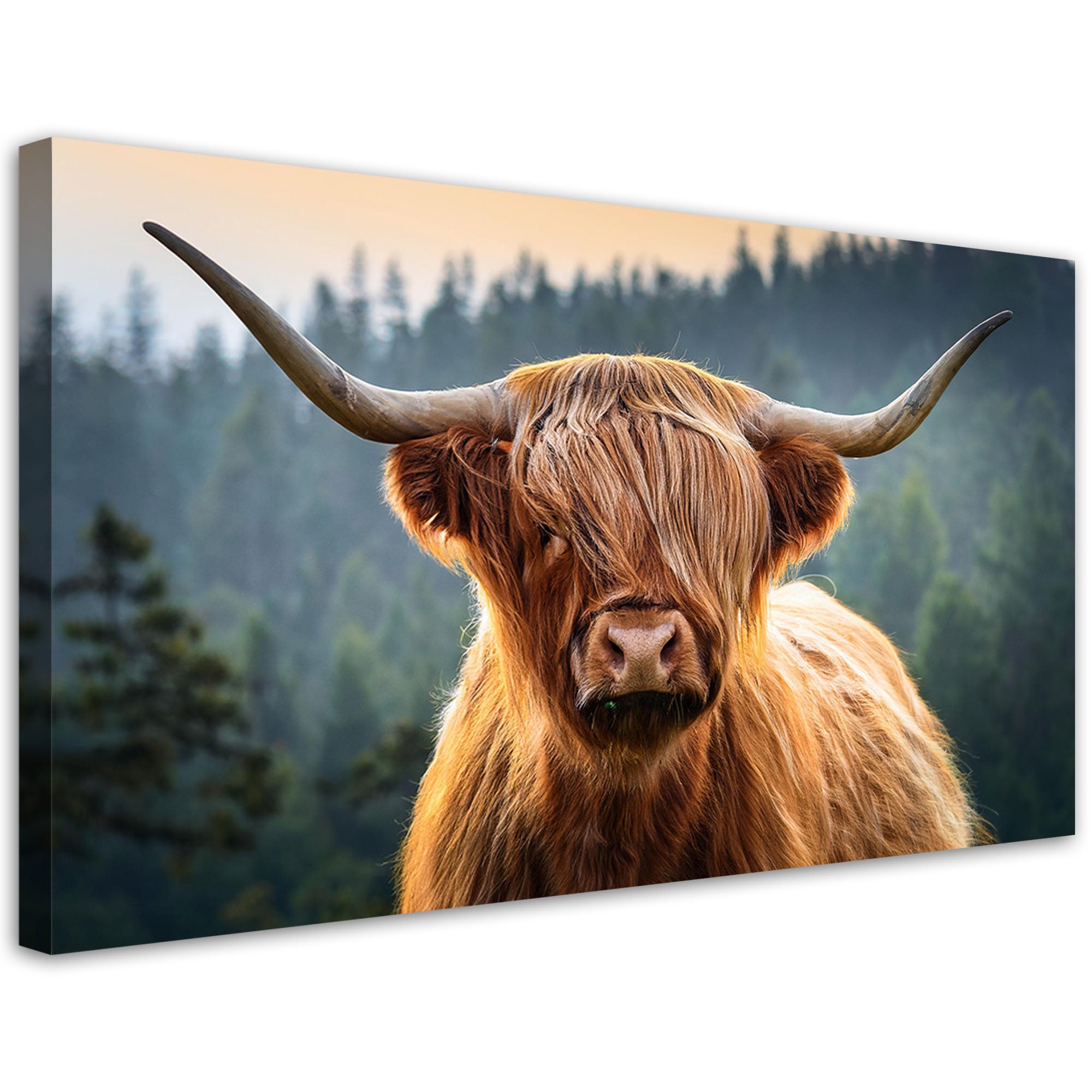 Obraz na płótnie, Szkocka Krowa Zwierzęta 120x60