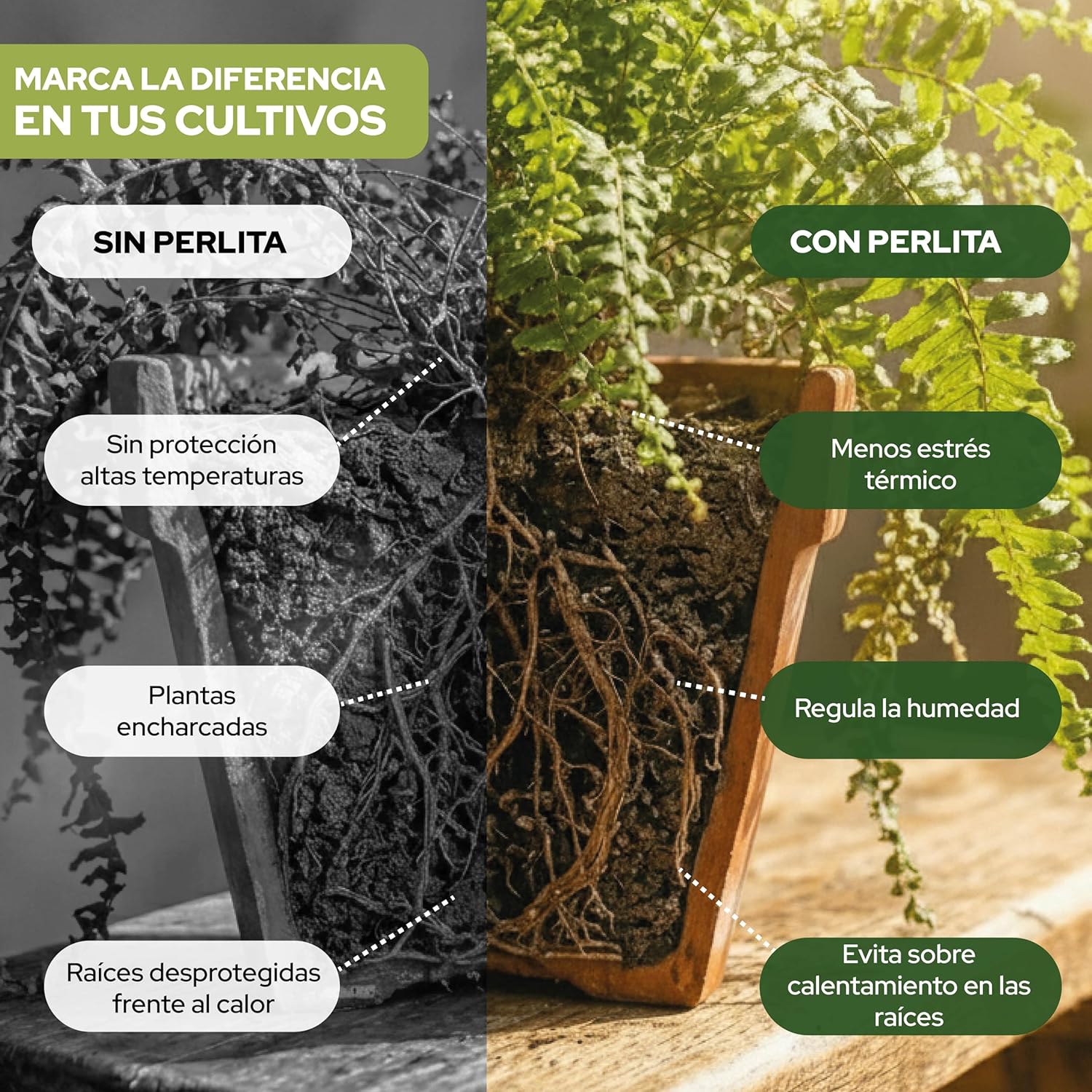 CONTROL GARDEN Perlita 20L | Tierra para Plantas y Cultivos Interior y Exterio | Sustrato Natural para Semillas | Fabricado en España - 4