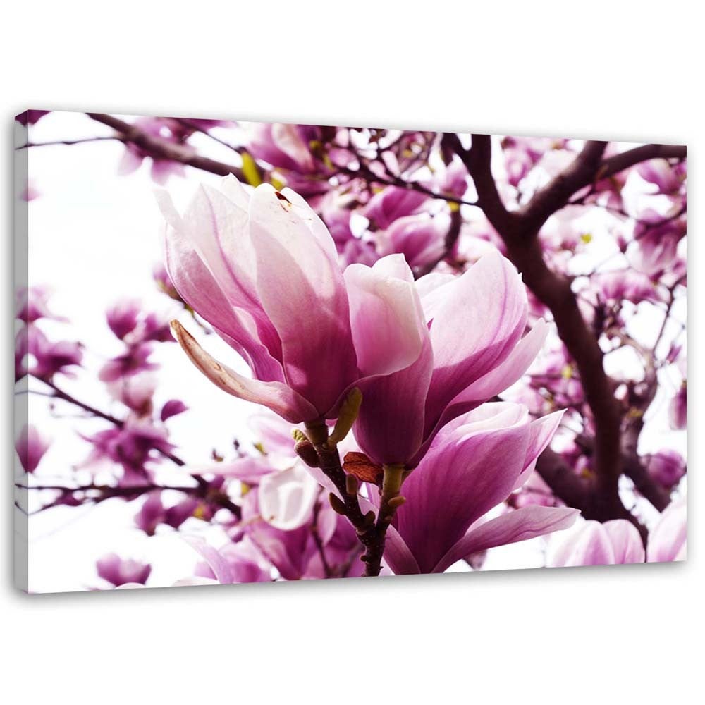 Obraz na płótnie, Kwitnąca magnolia 90x60