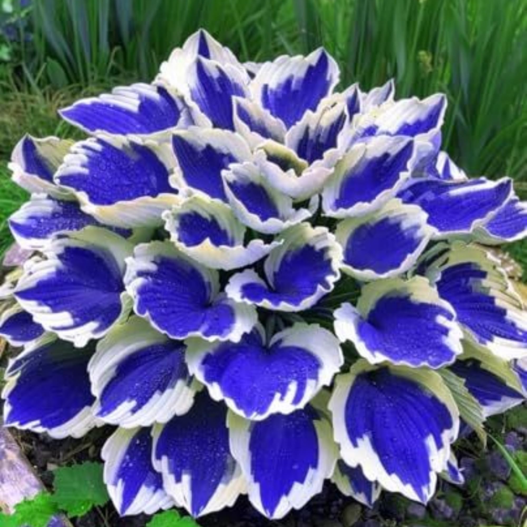 1000 graines d'hosta, graines de fleurs herbacées en forme de cœur, aux feuilles luxuriantes et aux couleurs éclatantes. - 6