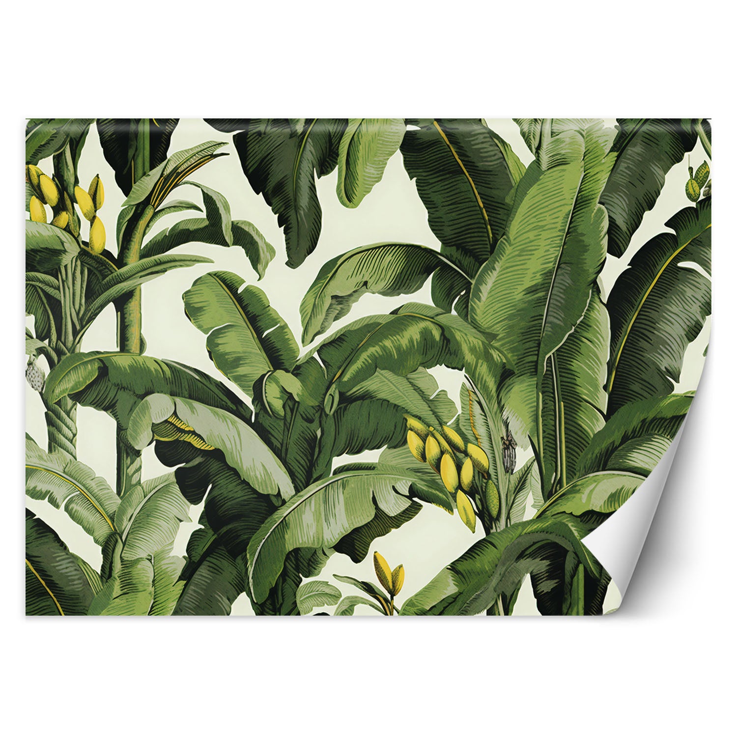 Fototapeta, Zielone liście bananowca 100x70