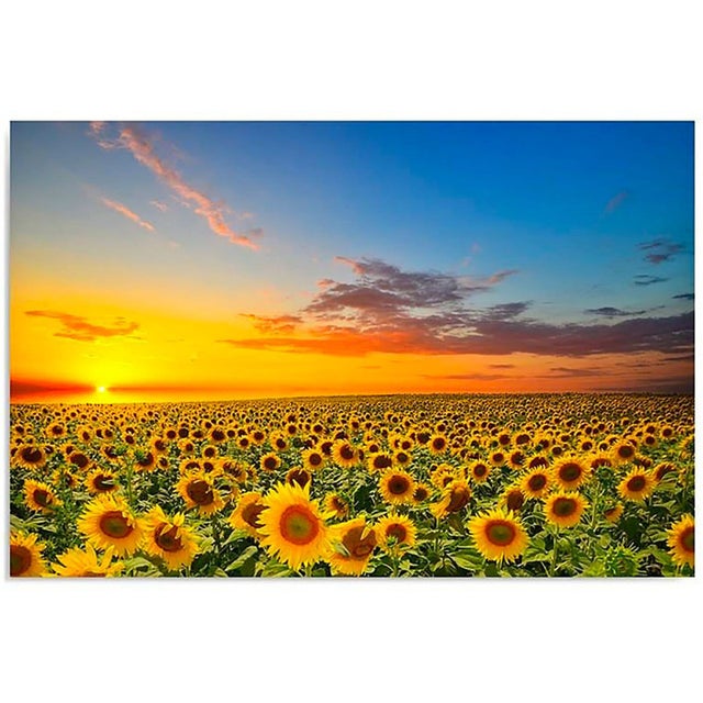 Tableau paysage tournesols - 120 x 80 cm