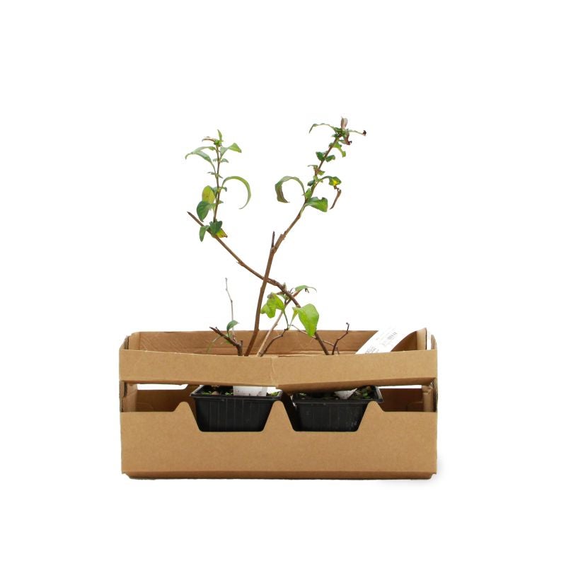 Cognassier du Japon 'Flocon Rose' (Chaenomeles speciosa 'Flocon Rose') - Godet - Taille 20/40cm - Pépinières Naudet - 4