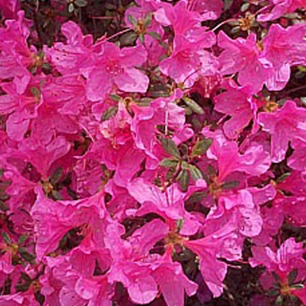 Azalée Japonaise rose - Azalea japonica Rose - 25-30 cm pot | Leroy Merlin