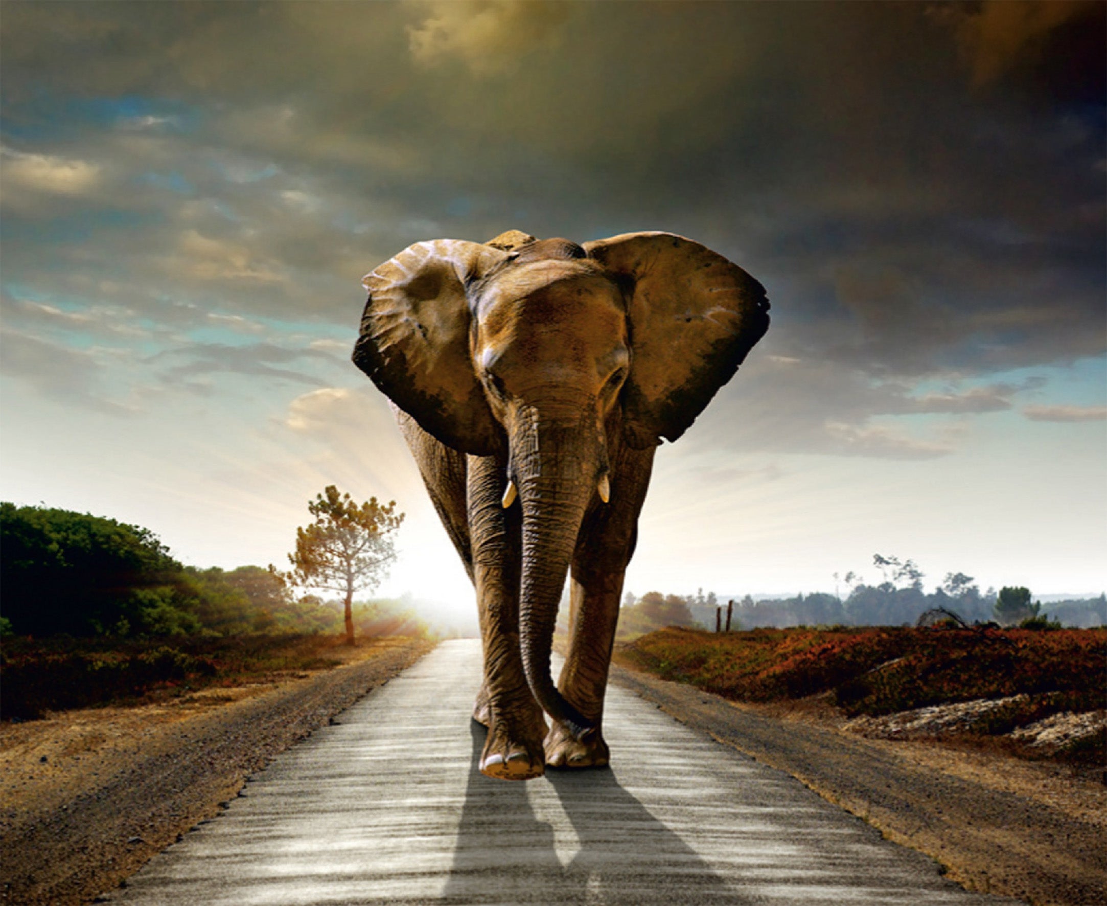 Fotomural elefante beige, gris y azul - 360 x 270 cm - sanders & sanders