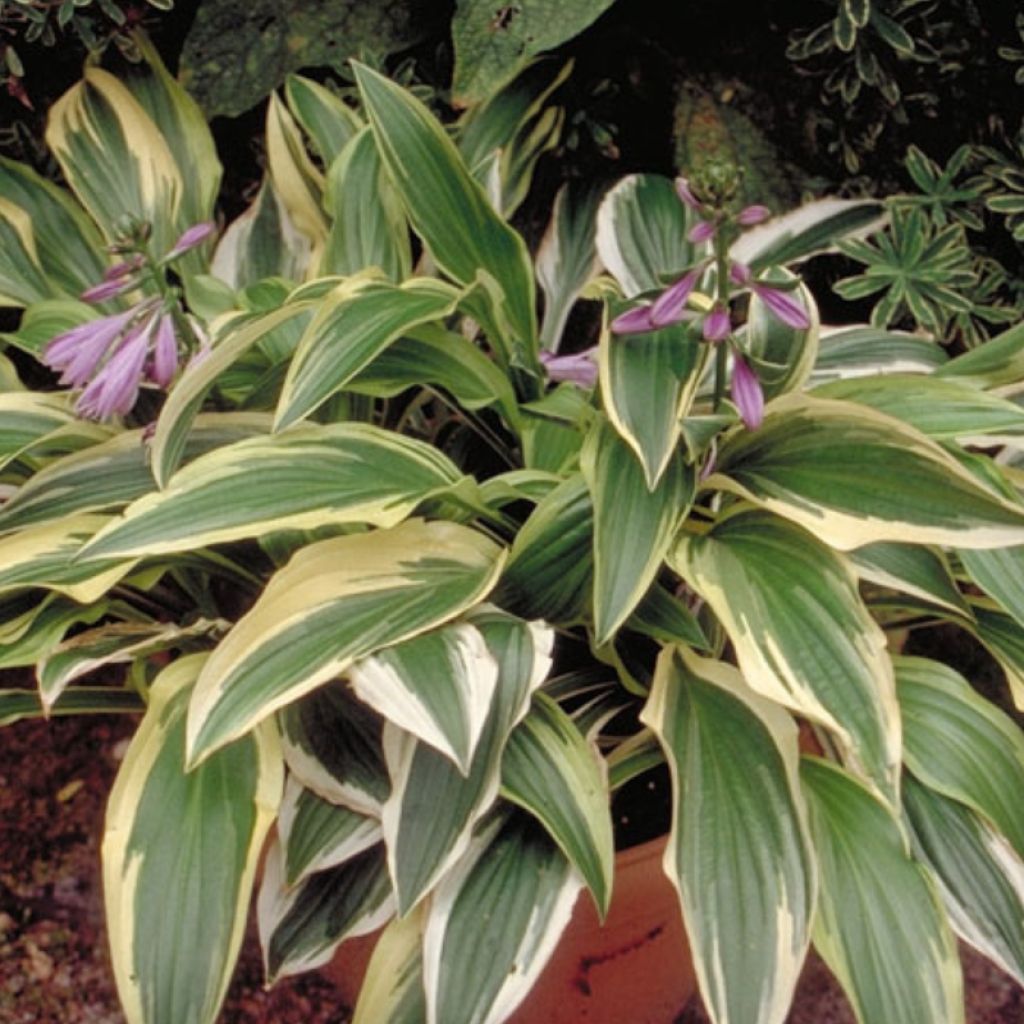 Hosta 'Yellow splash rim' Godet de 8/9 cm | Leroy Merlin