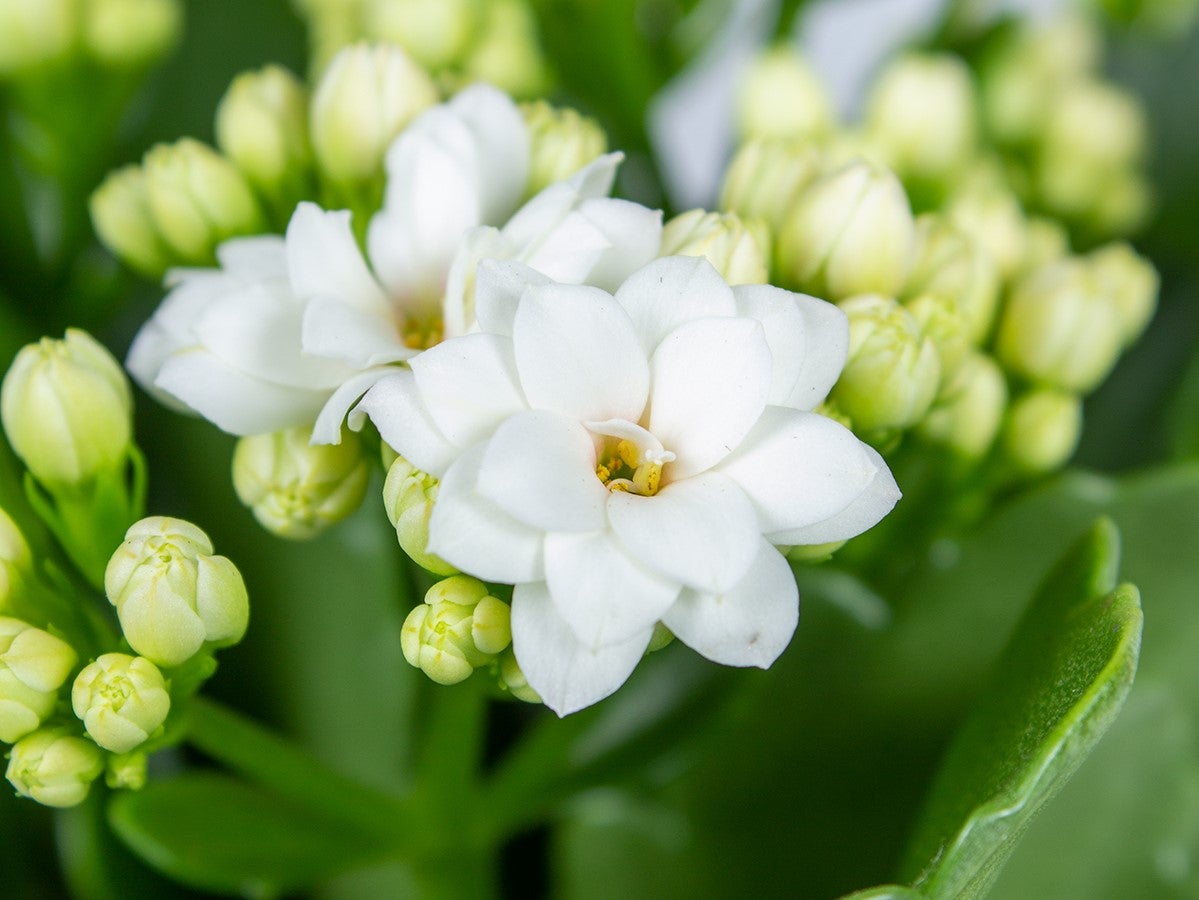 Lot de 3 - Kalanchoé - Fleurs blanches - Plante d'extérieur et d'intérieur - H. 15-25 cm - P. 12 cm - 3