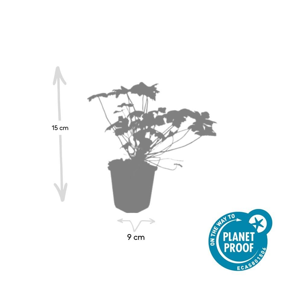 12x Géranium vivace 'Tiny Monster' – Fleurs bleues d’été – Hauteur 10-25cm – Pot Ø9cm – Couvre-sol compact - 3