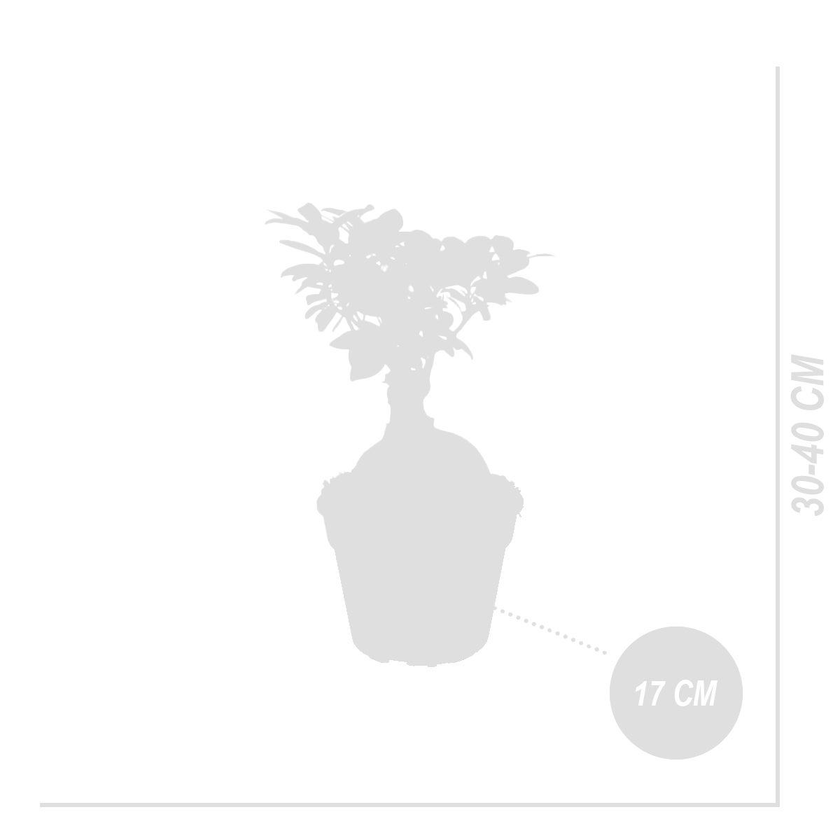 Lot de 2 - Ficus Ginseng - Bonsaï - Plantes d'intérieur - Purifiant l'air - H. 30-40 cm - P. 17cm - 7