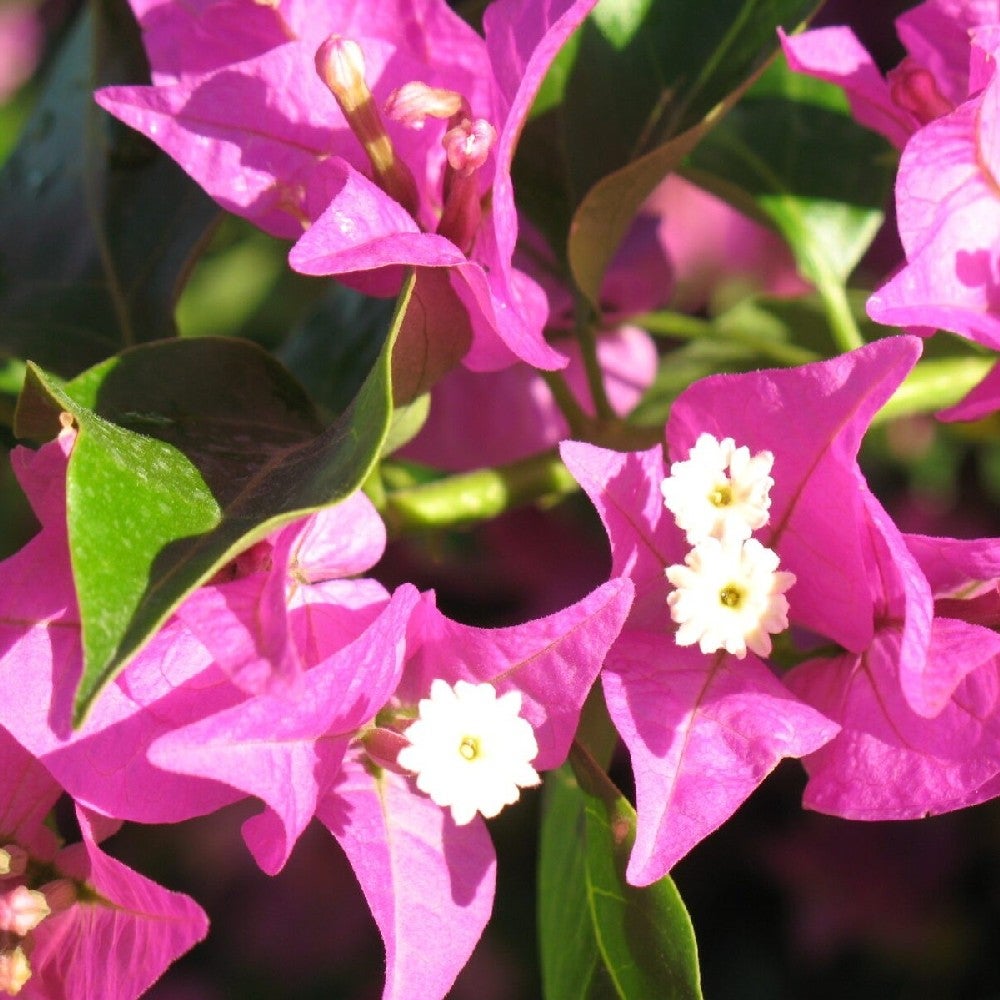 Pianta di BOUGANVILLEA SANDERIANA fiore VIOLA ad alberello in vaso 14 cm - 2