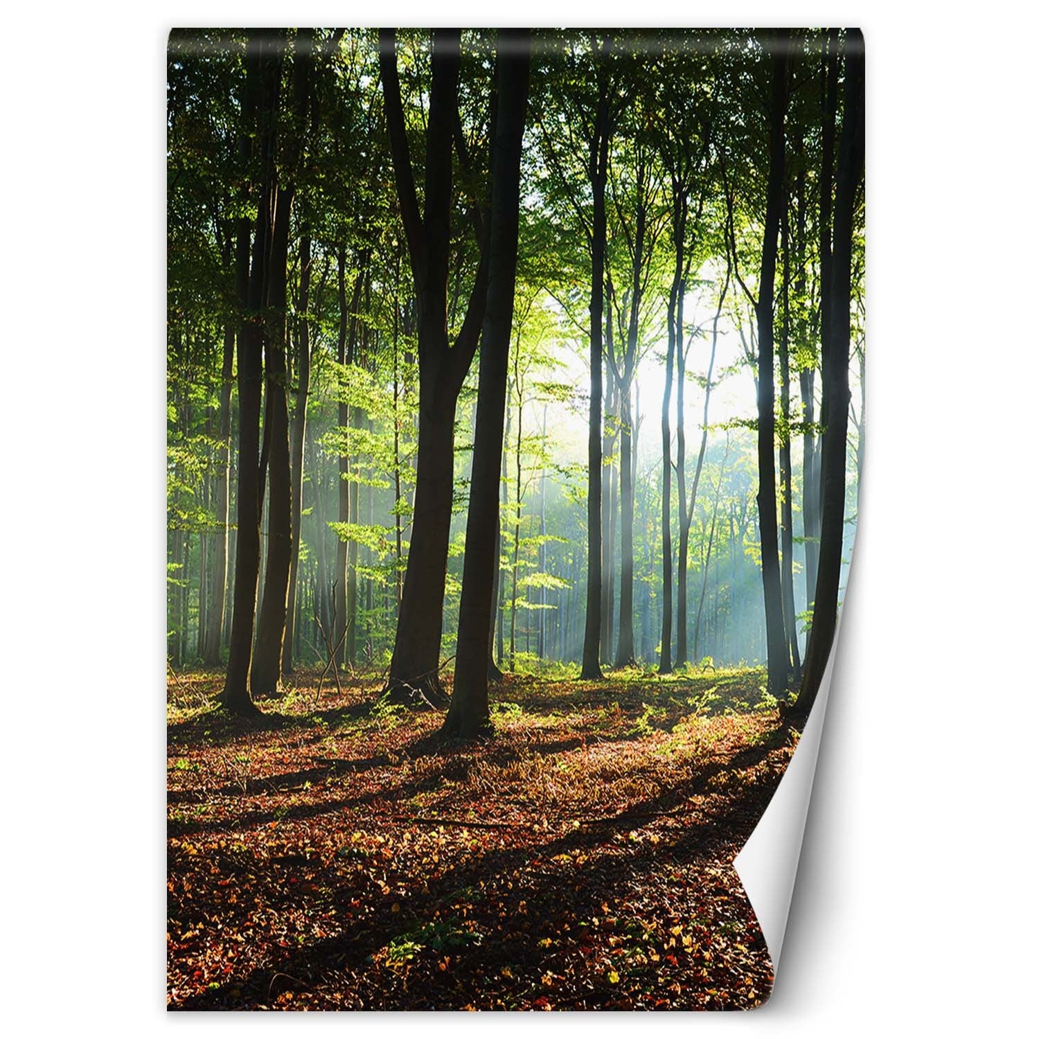 Fototapeta, Las zielony wschód słońca natura 150x210