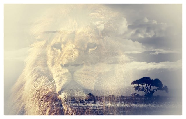 Affiche animaux reflet du roi lion - 60x40cm - made in France