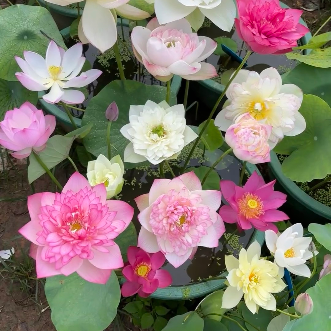 30 graines de lotus, graines de nénuphar multicolores, faciles à cultiver, plantes hydroponiques pour toutes les saisons, pour bassin et jardin. - 7