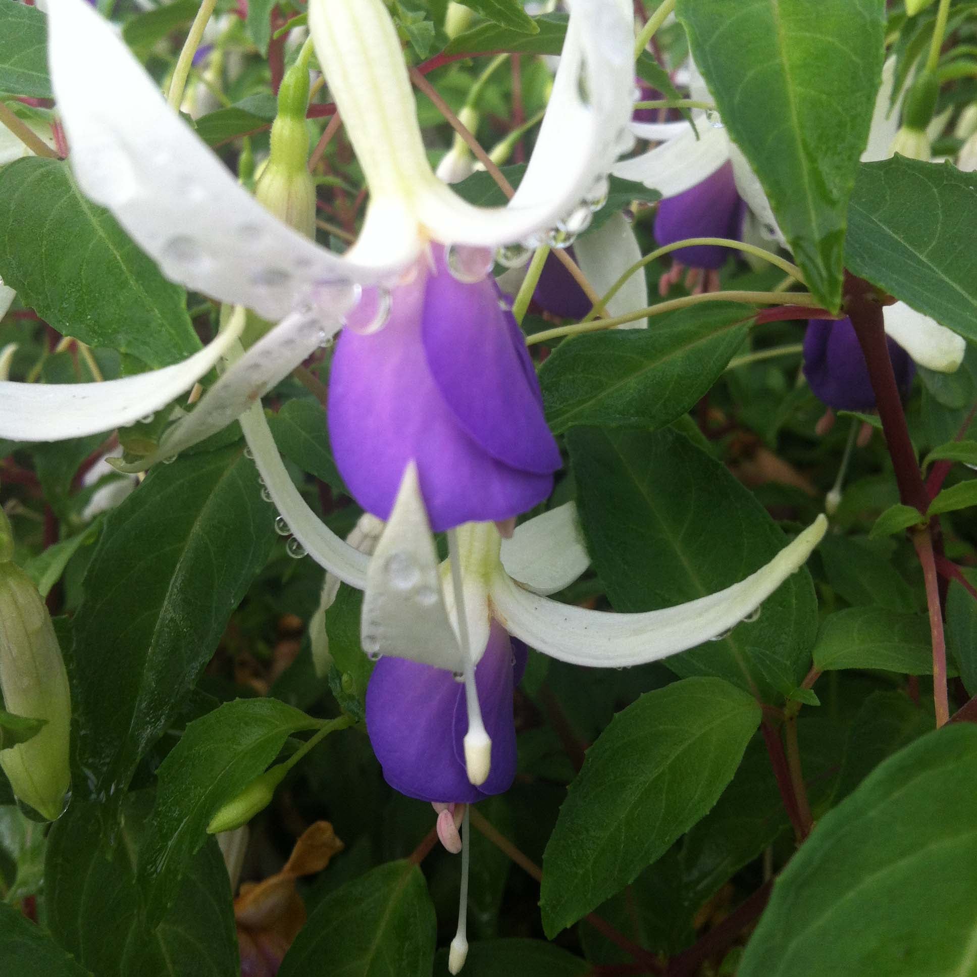 Fuchsia 'Blue Sarah' Mini-motte Ø 3/4 cm, Plant vert de 5 à 10 cm de ...