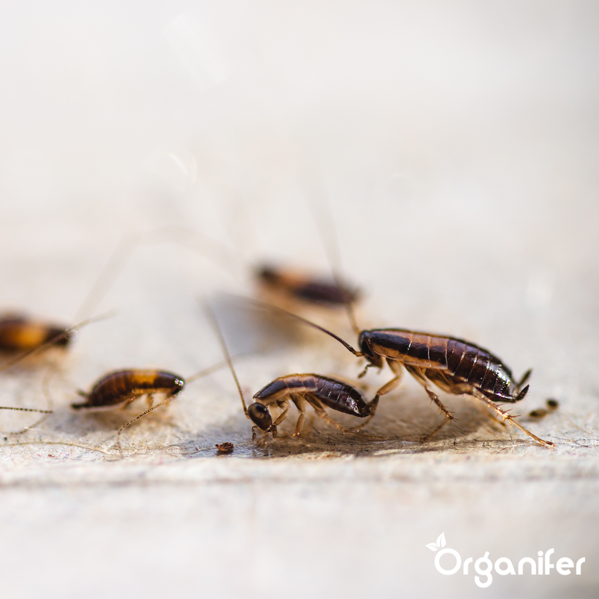 Diatomée Terre - 100% Pure - Poudre Ultra Fine - 25X = 250 Kg - Organifer - 4