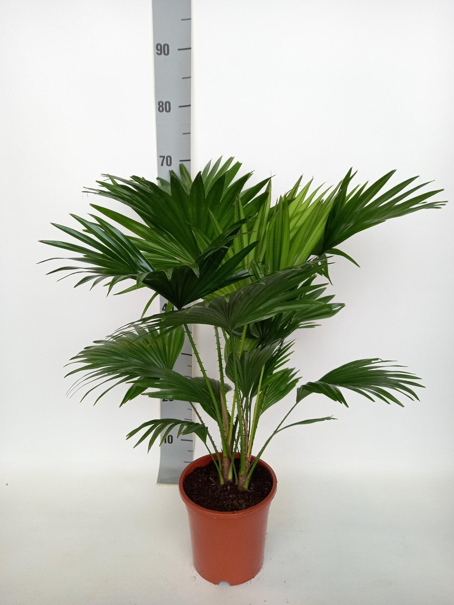 Livistona Rotundifolia - Roślina doniczkowa z okrągłymi liśćmi - Ø17cm - 70cm