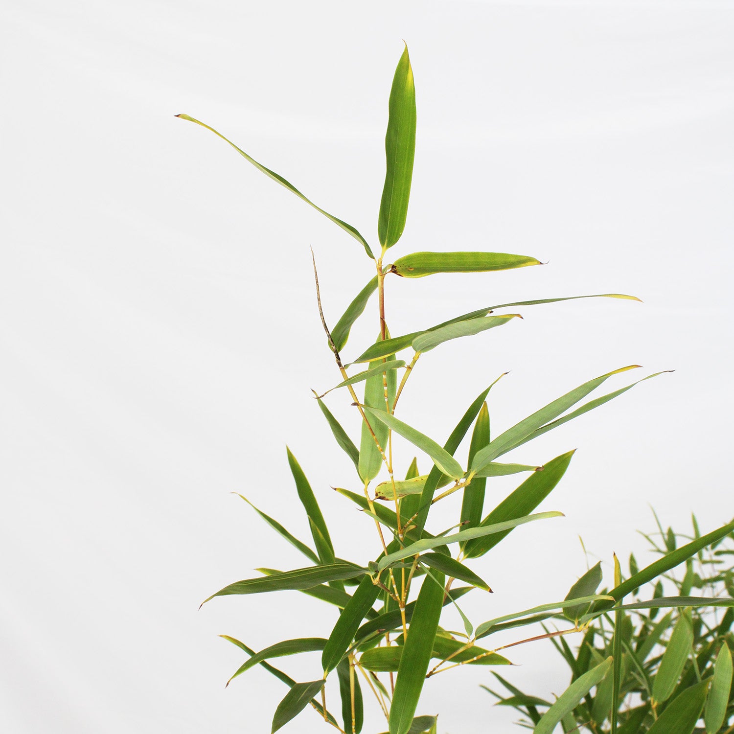 KENTIS - Bambusa Spectabilis - Bamboo Pianta Vera da Esterno - Piante per Giardino Balcone Terrazzo - H 170/200 cm Vaso Ø 24 cm - 4