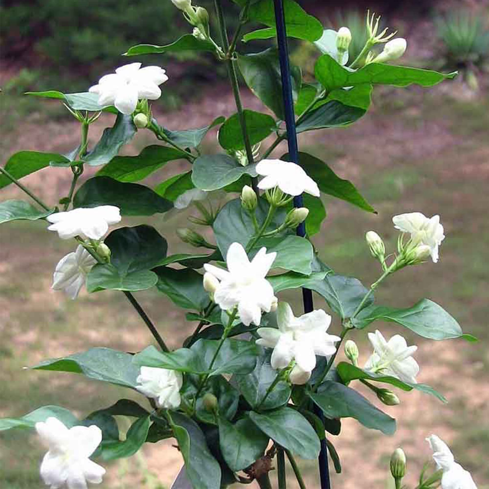200 graines de jasmin à fleurs doubles, une variété de jasmin de Sabah, idéale pour les jardins et les balcons. - 6