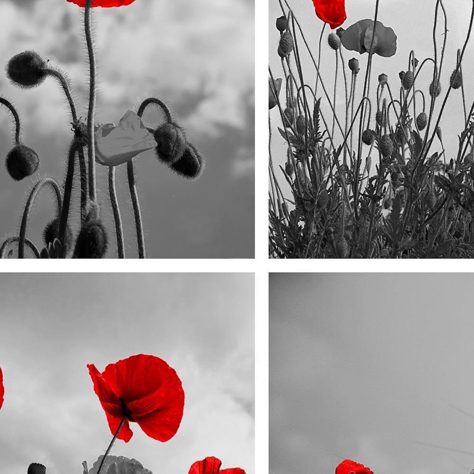 Tableau coquelicots rouges - 40 x 40 cm - 4