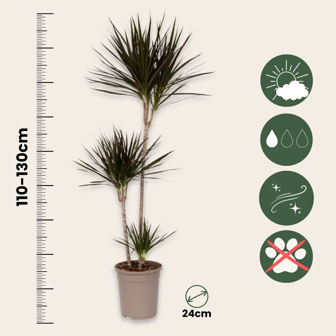 Dracena - Dracaena marginata - Altezza 110-130cm - 24cm | Leroy Merlin