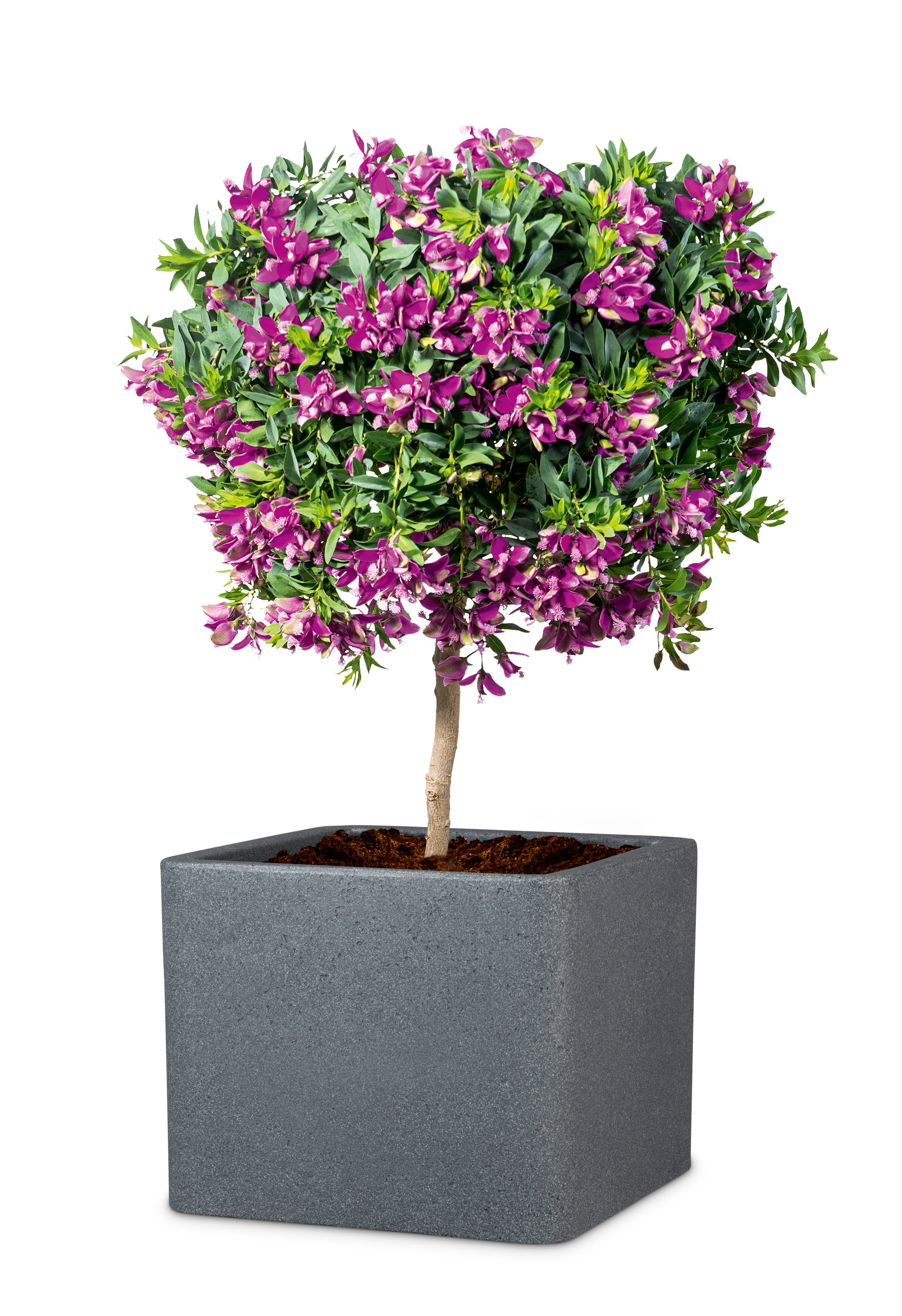 Scheurich Alea 40, bac à plantes/pot à fleurs/jardinière, carré, coloris: Granit noir, fabriqué avec du plastique recyclé, pour l’extérieur - 3