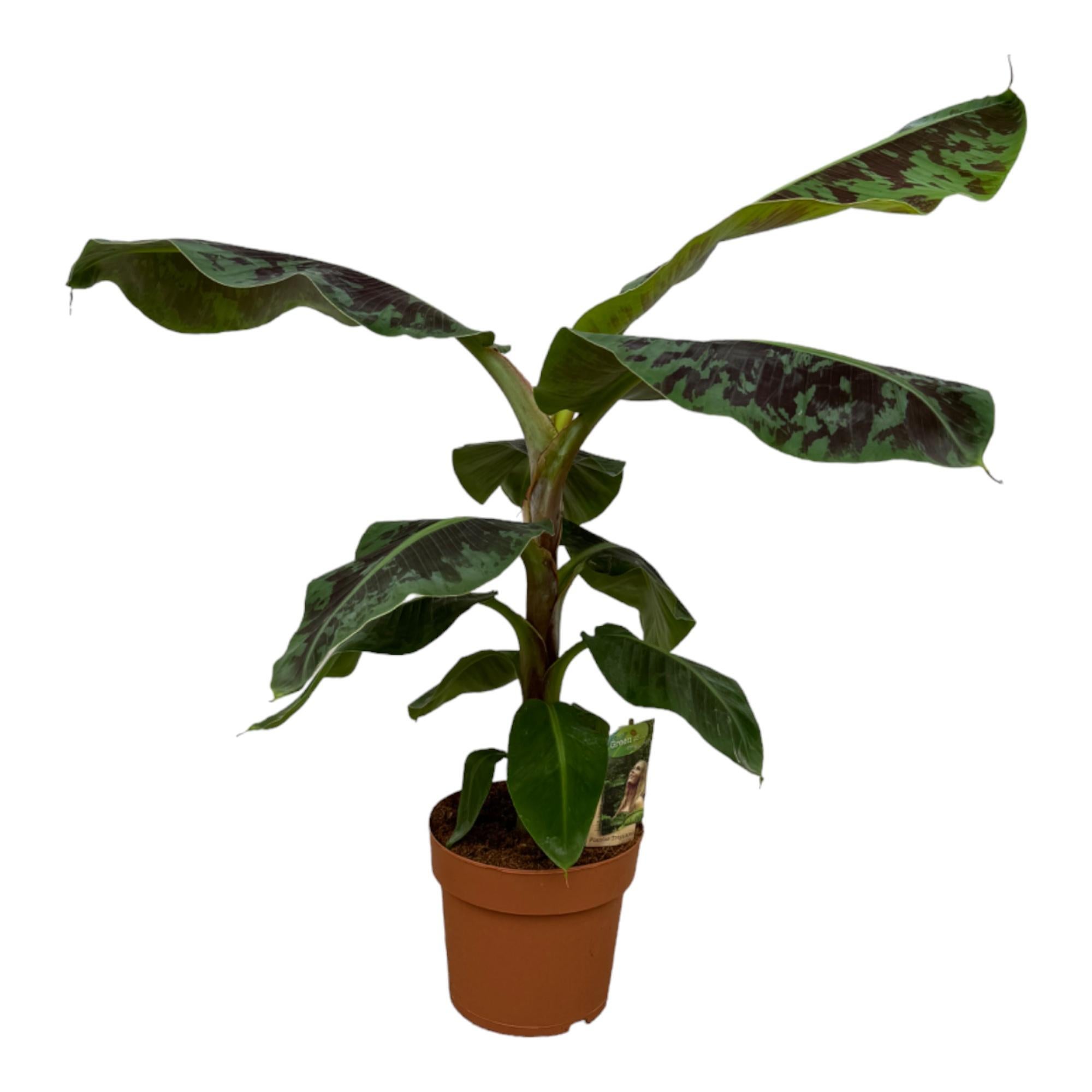 Bananiers Musa – 80 cm – Ø19 cm– MOSELOTA Green | Leroy Merlin