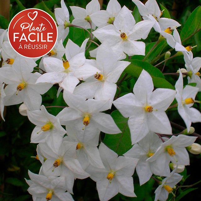 Morelle faux-jasmin 'Album' - solanum jasminoïdes 3L - 60/90cm