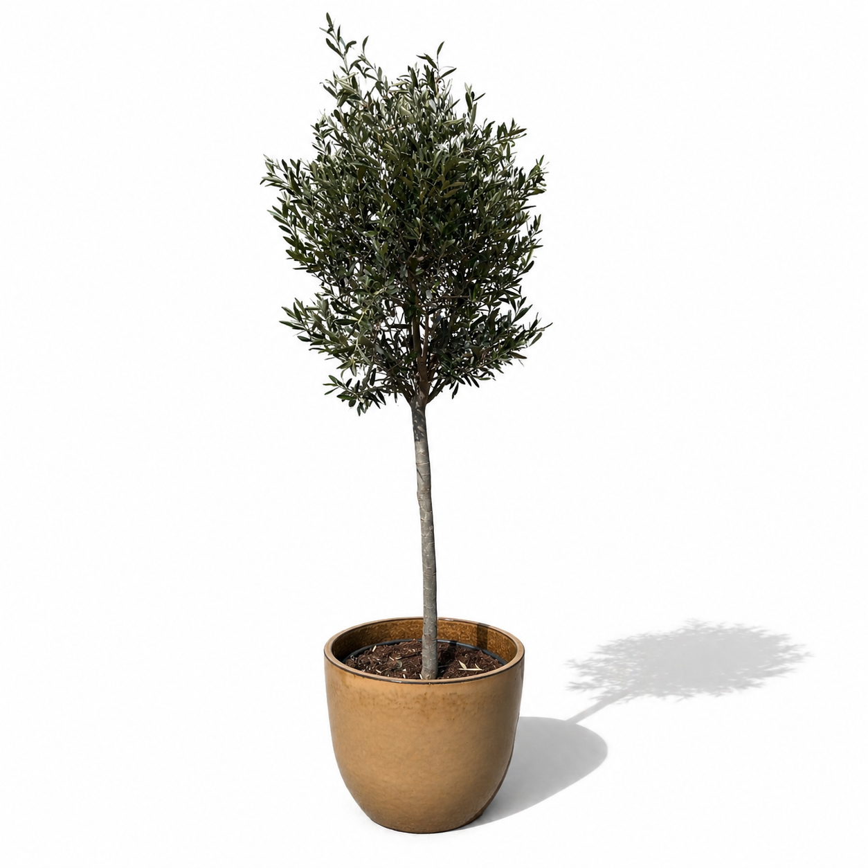 Lot olivier + pot LANCELOT 47x41cm jade, pot en terre cuite émaillée - 2