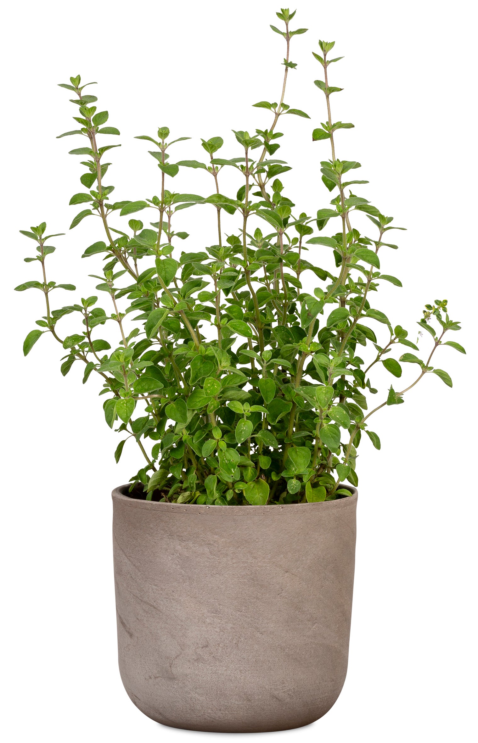 Scheurich La Natura, Pot de fleurs en céramique, couleur: Travertino, 23 cm de diamètre, 21.9 cm de haut, 5.3 l vol. - 2