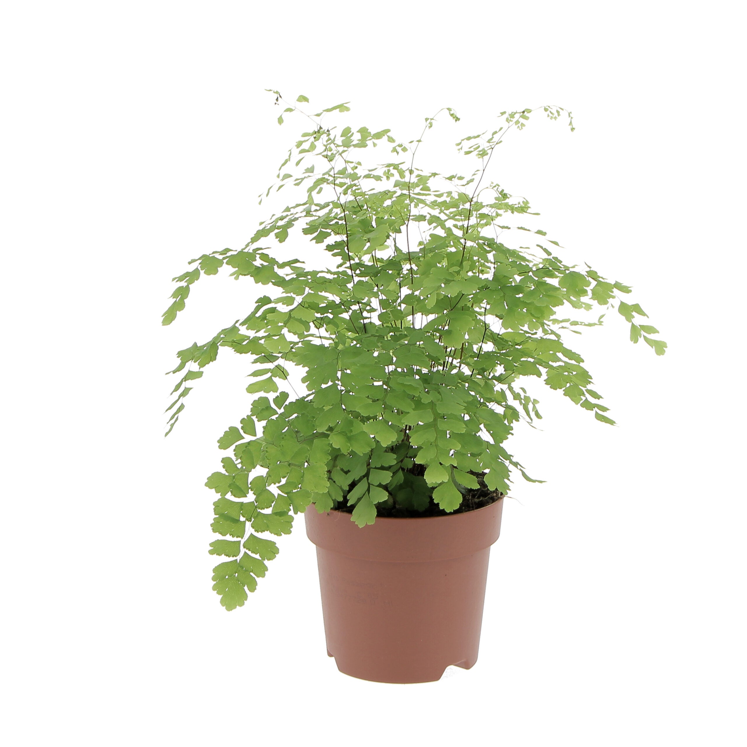 Fiore artificiale d'erica CADIE su stelo, fucsia, 35cm