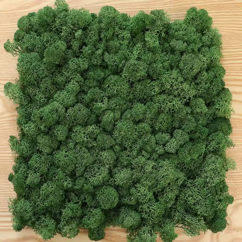 TCYPUHL Muschio conservato per artigianato, muschio di renna verde per piante in vaso, decorazione decorativa per decorazioni da parete, muschio essiccato (198,4 g, verde TCYPUHL Muschio conservato per artigianato, muschio di renna verde per piante in vaso, decorazione decorativa per decorazioni da parete, muschio essiccato (198,4 g, verde