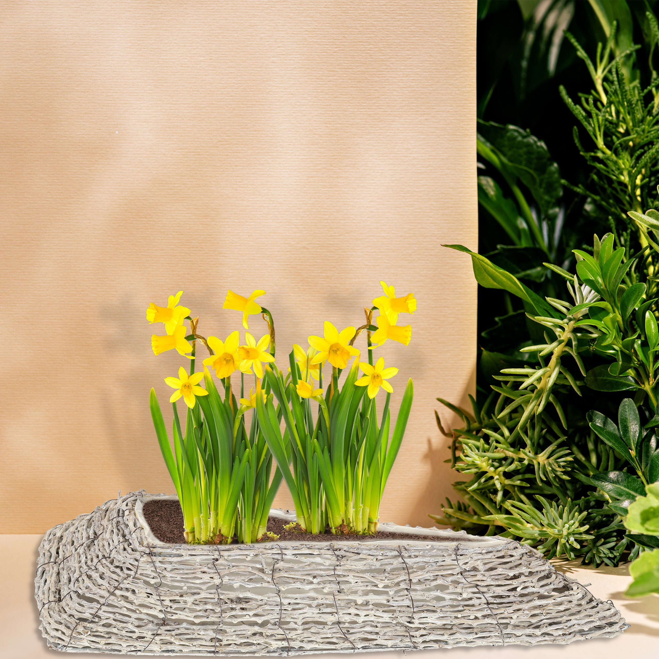 Relaxdays Vasi per Fiori, Set da 2, Fioriere in Rattan con Rivestimento, per Interni, 10 x 55 x 25 cm, Bianco Naturale - 3