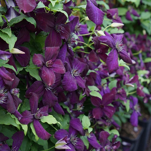 Clématite 'Dark Eyes' - clematis viticella 3L - 60/90cm