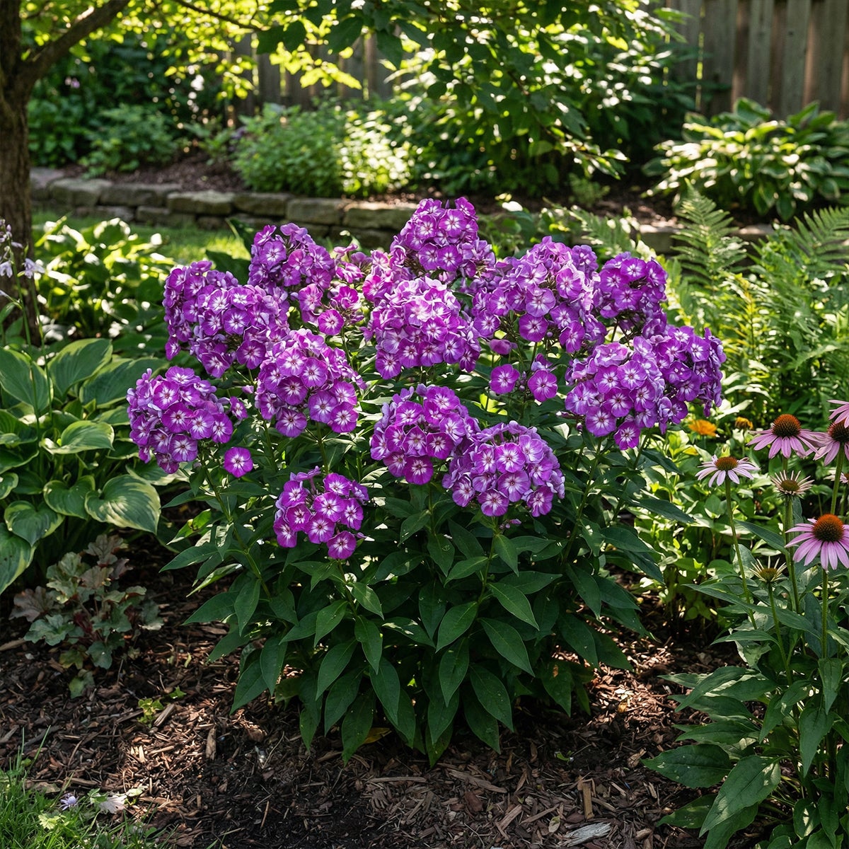 Lot de 6 - Phlox ‘Laura’ - Rustique - Vivace - Floraison rose-violet - Hauteur 10-20 cm - Pot 9 cm - 3