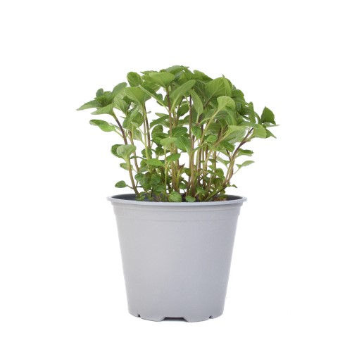 Menta Mix Cespuglio 14 - Pack da 4 - 5