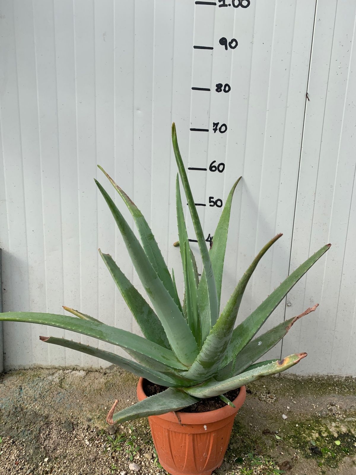 PIANTA DI ALOE VERA in vaso 20cm foto reali | Leroy Merlin