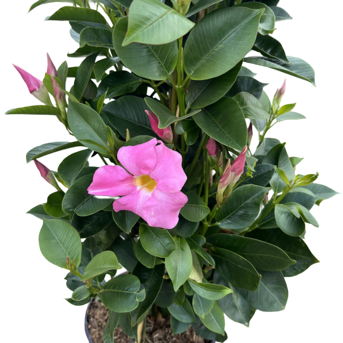 Dipladenia Rampicante piramide Rosa n vaso 19 cm AMDGarden - 5