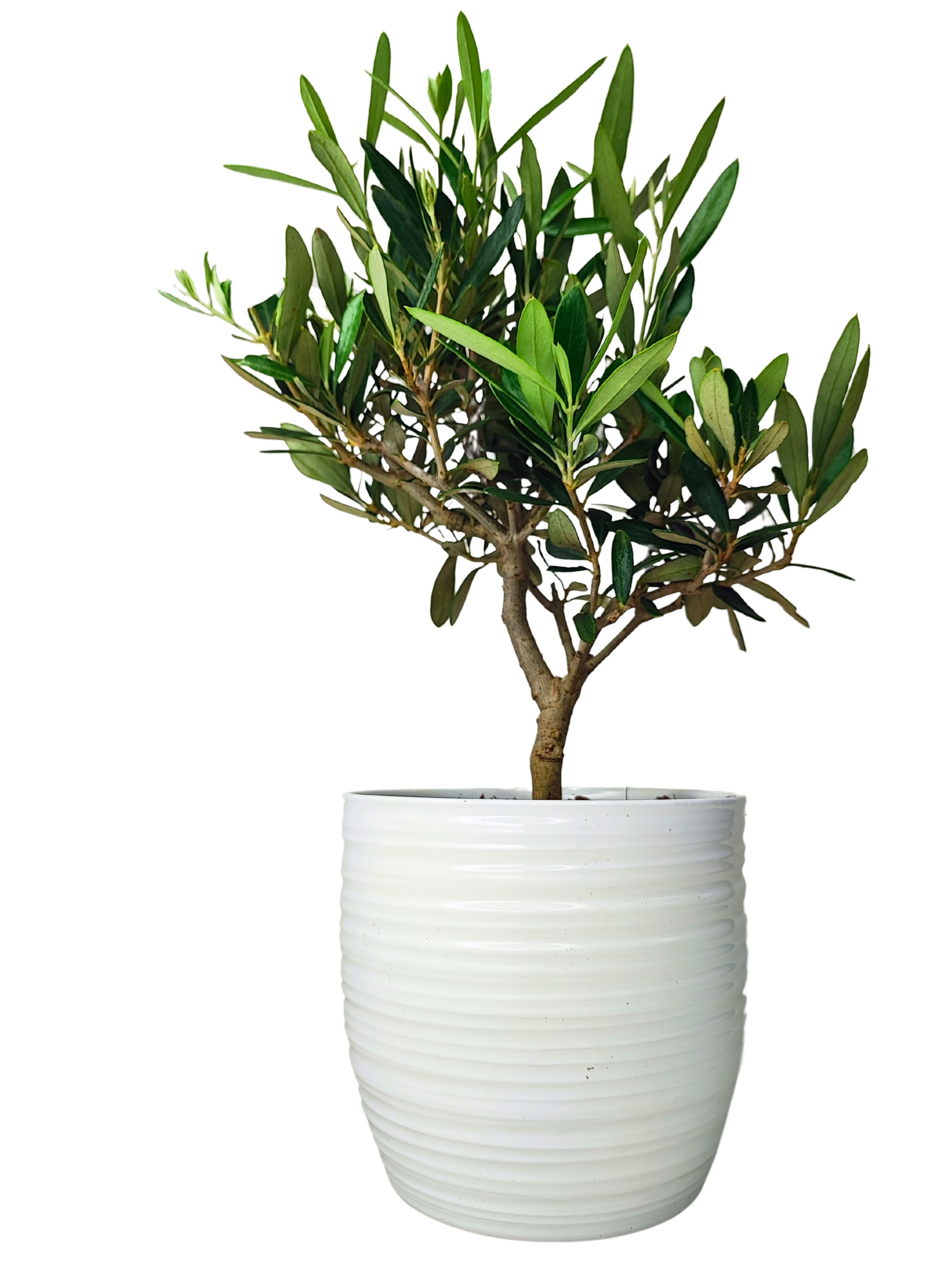 Bonsai Olivo - Altezza Pianta 40 cm, Vaso di Ceramica 'Bergamo' Diametro 16 cm | Leroy Merlin