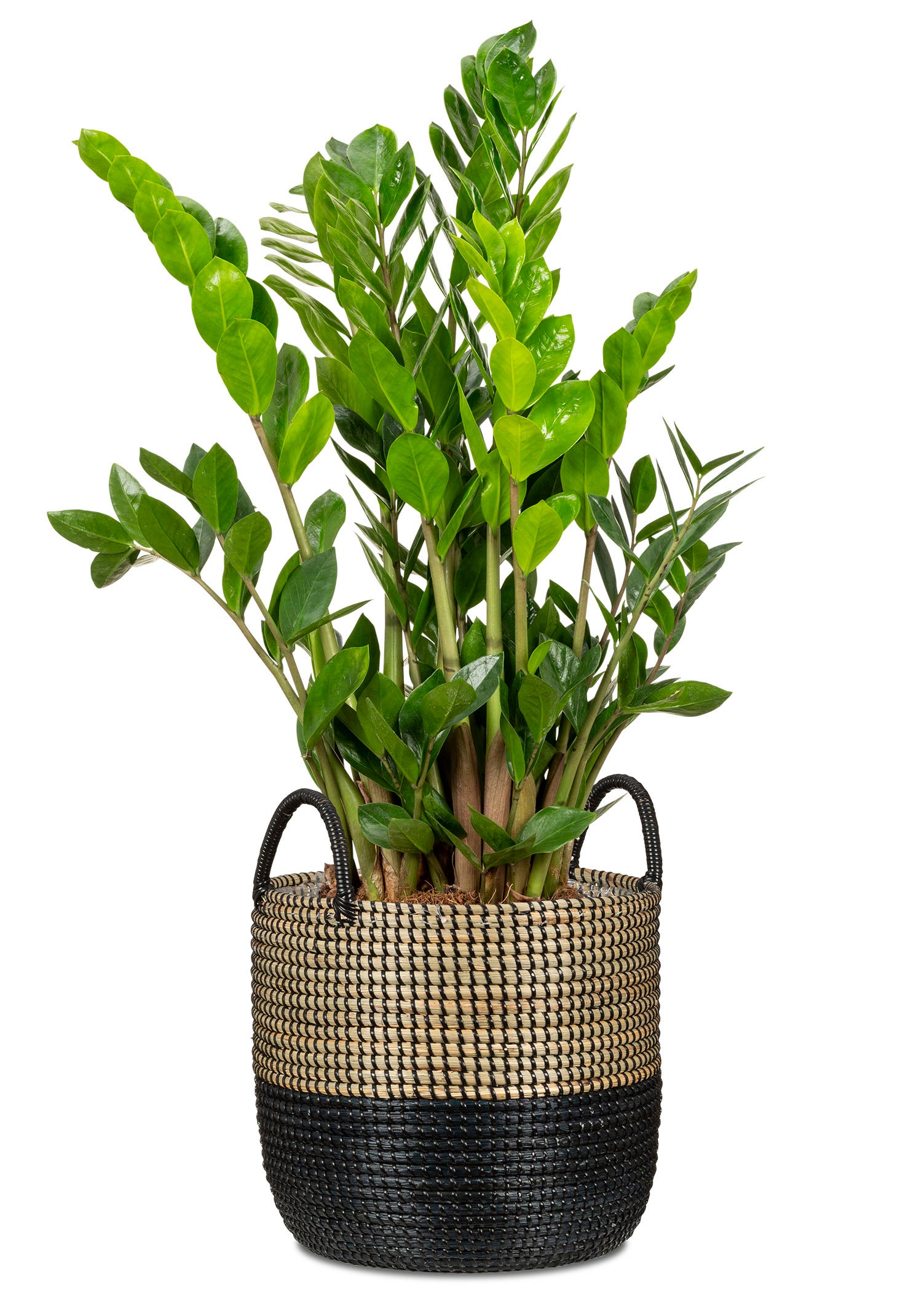 Scheurich Seagrass 34, Pot de fleurs en jonc de mer, couleur: Nature Black, 34 cm de diamètre, 30.5 cm de hauteur, 26.9 l vol. - 2