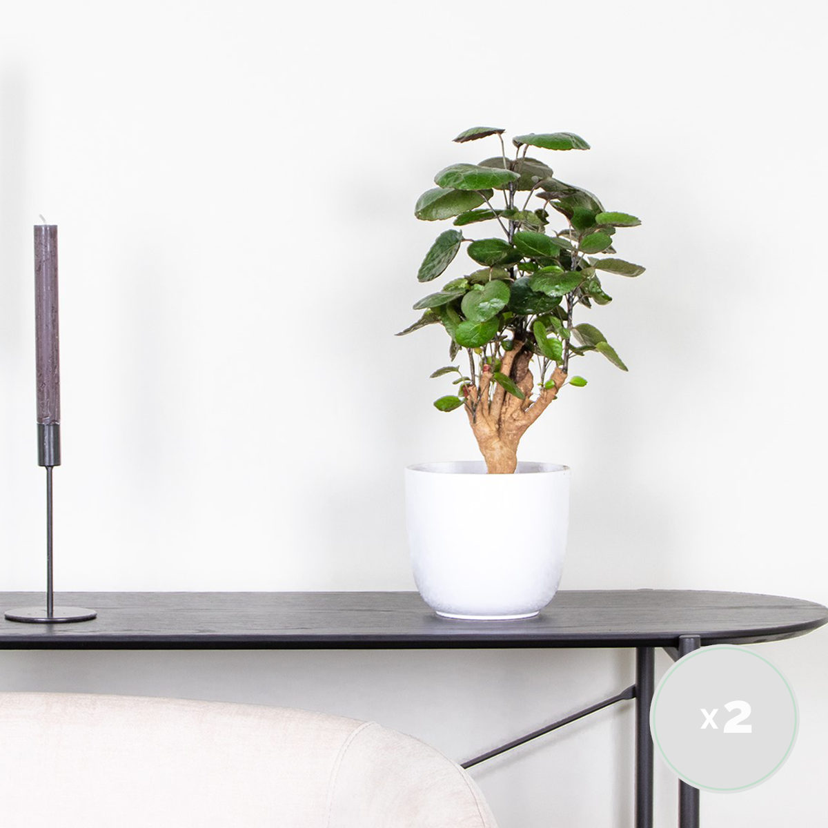 Lot de 2 - Polyscias Fabian - Aralia - Plante d’intérieur - Dépolluante - H. 50-60 cm - P. 17 cm - 2