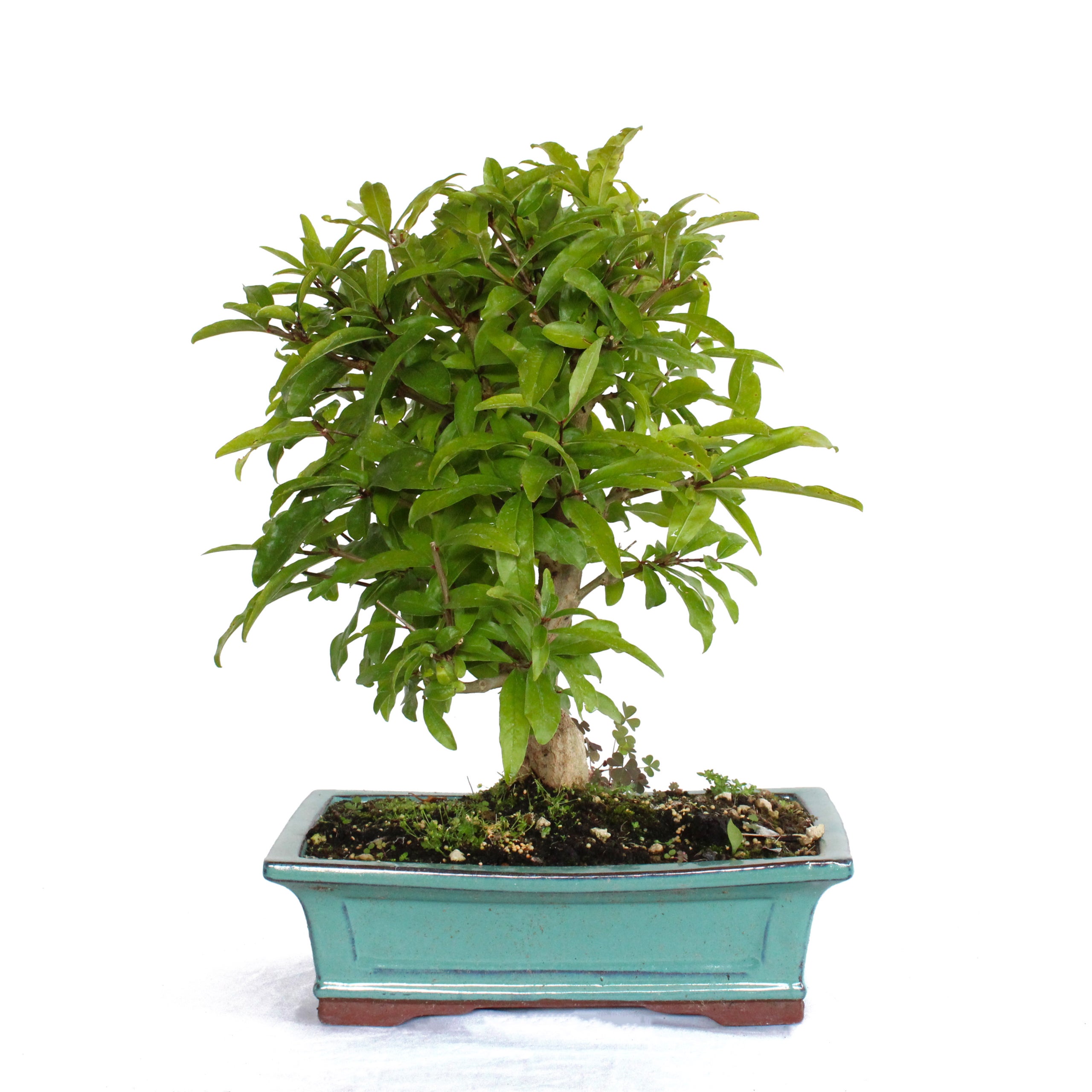 KENTIS - Bonsi de Granada - Bonsi Punica Granatum - Hecho en Japn -  Maceta de Cermica - H 30-40 cm Dimetro de la Maceta 25 cm | Leroy Merlin