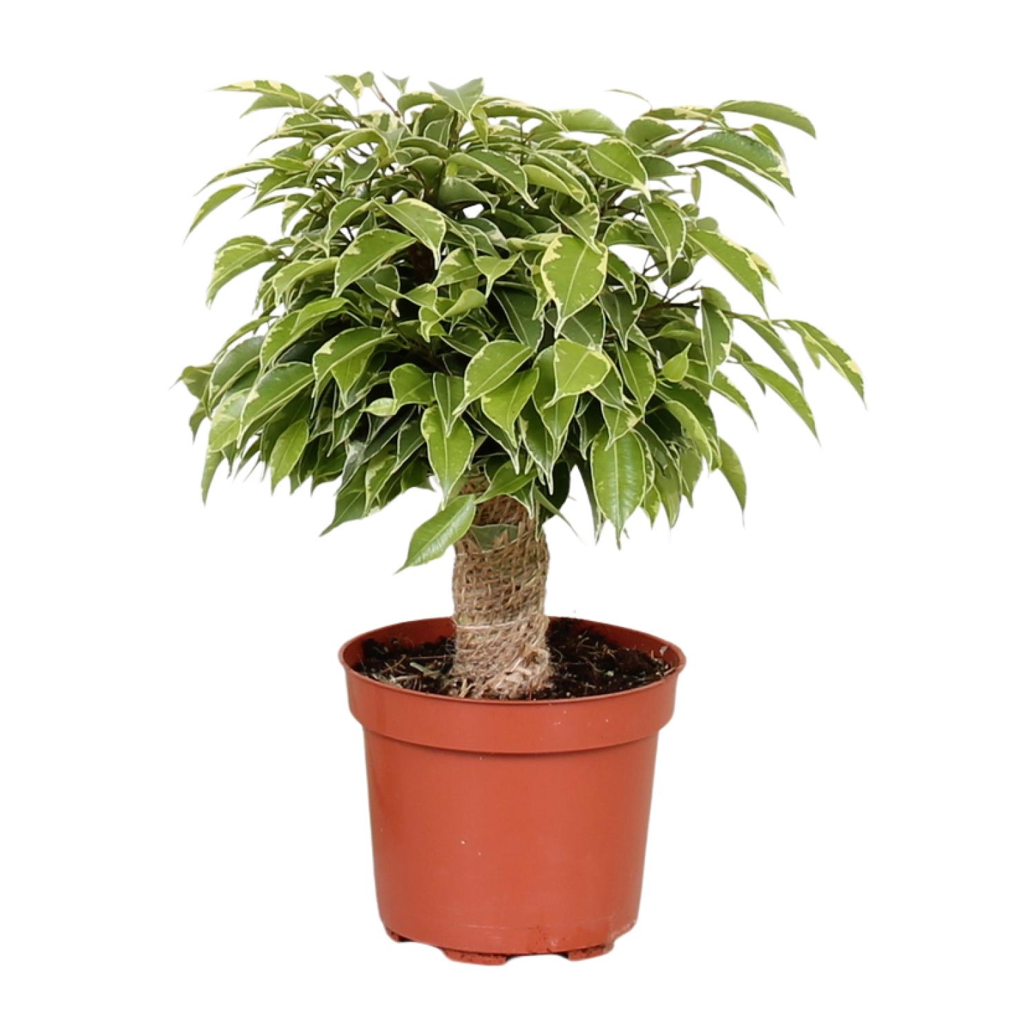 Ficus Benjamina Kinky - Ø12cm - Wysokość 28cm