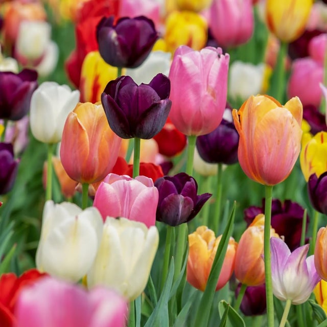 acquaverde | 100 Bulbi di Tulipano Triumph Mix, Tulipani di Prima scelta Olandesi, Fiori Multicolore Profumati per Giardino, Vaso, Fioriera e Aiuola