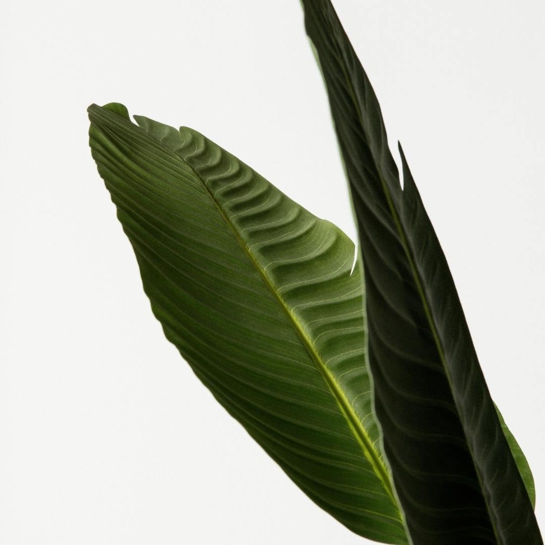 Planta Artificial Tropical, Ave del Paraíso Strelitzia 160cm. Gran Realismo con Maceta para Decoración Interior Salón Hogar y Oficina - 5